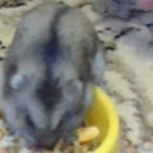 Meet your Posher, Jade